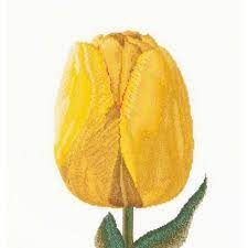 Yellow darwin hybrid tulip ,522, 34 x 36 cm