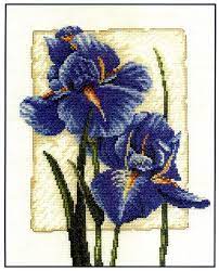 Iris in bloom, BK104,  20 x 25,50 cm