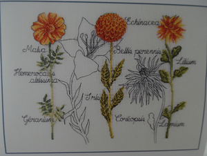 Marigold-Echinacea XC1206, 27 x 38 cm