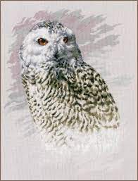 Snowy owl, pn-0183826, 29 x 38 cm