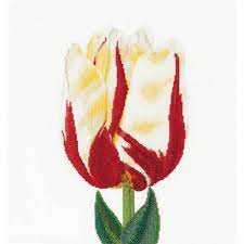 Flamed single late tulip  ,516A, 34 x 36 cm