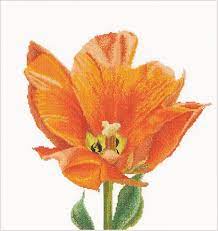 Orange triumph tulip , 523, 34 x 36 cm