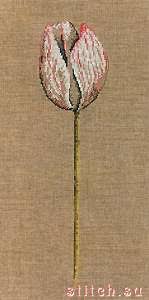 Tulip,  dmc xc0670,37 x 10 cm